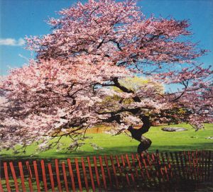 A Reminiscent Drive - Mercy Street (1997)